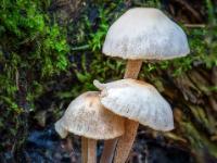 Kleines Pilztrio in heller Farbe